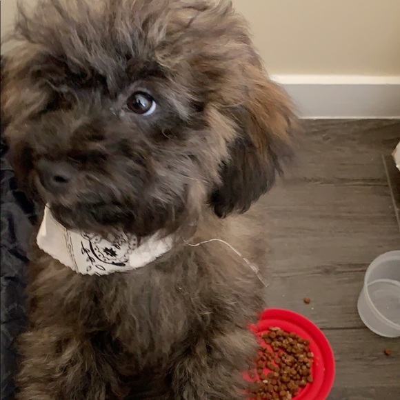 Meet your Posher, Hope - Picture 2 of 2